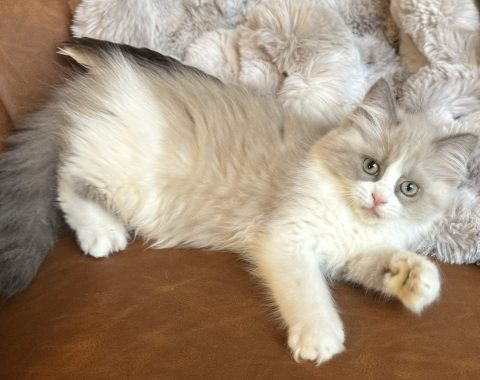 Available Kittens – The RagaMuffin Cat
