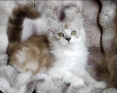 Available Kittens – The RagaMuffin Cat