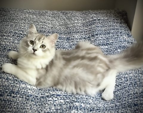 Available Kittens – The RagaMuffin Cat