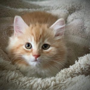 Silver Red Classic Tabby