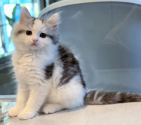 Available Kittens – The RagaMuffin Cat