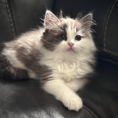 Available Kittens – The RagaMuffin Cat