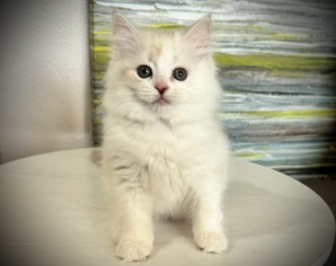 Available Kittens – The RagaMuffin Cat