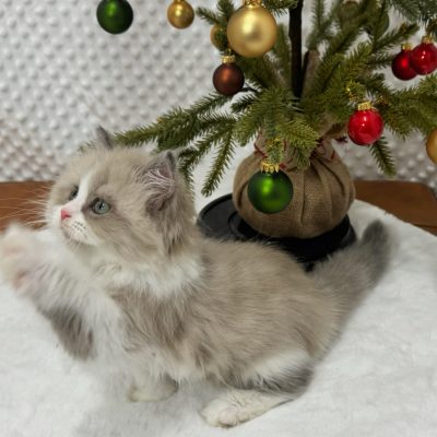 Available Kittens – The RagaMuffin Cat