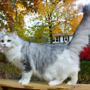 Silver Mctabby and White
